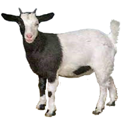 Hailun Goat